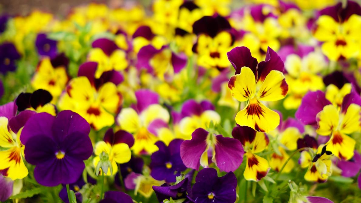 Est ce Que Les Pensées Craignent Le Gel Le mois d'octobre prépare le printemps des jardins et balcons