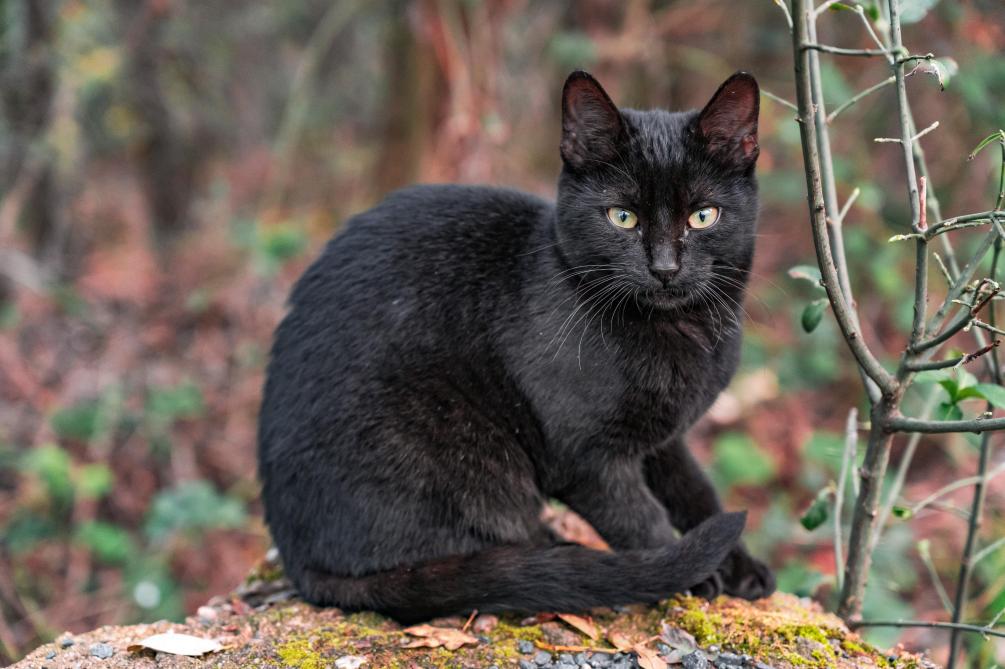 Pourquoi dit-on que les chats noirs portent malheur?