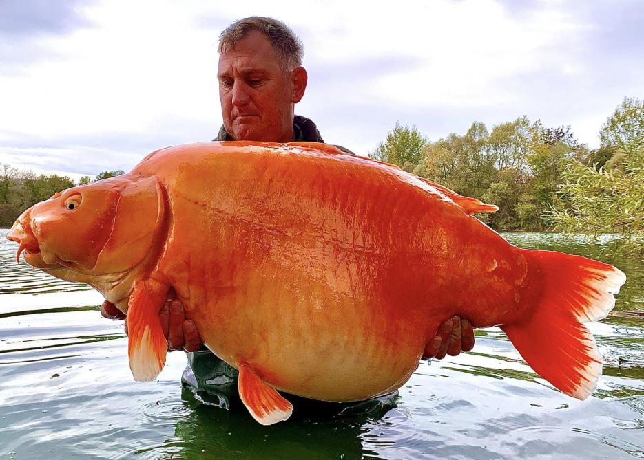 Andy Hackett avec The Carrot, le poisson rouge de 67 livres et 4 onces (environ 30,5 kilos).