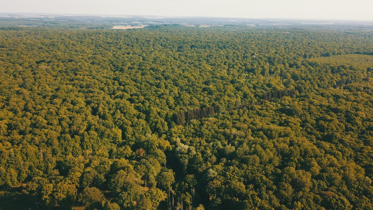 Les forêts sont de véritables réserves de biodiversité et des puits de carbone. Pourtant, elles sont aujourd’hui en danger à cause du changement climatique causé par l’activité humaine.