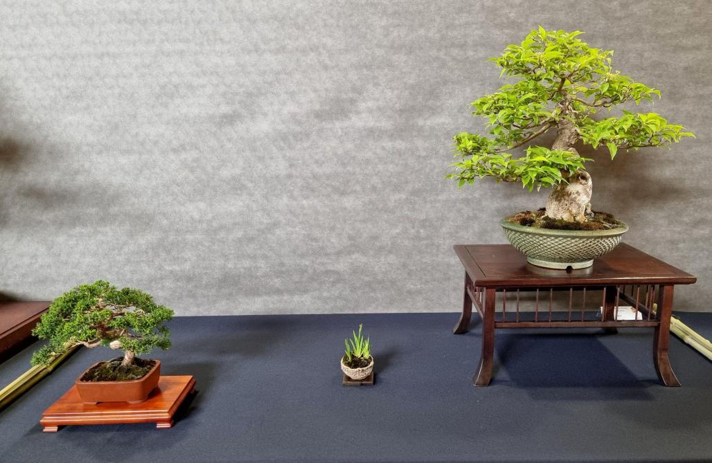 VivierauCourt le Bonsaï vivarois organise son 4e troc samedi