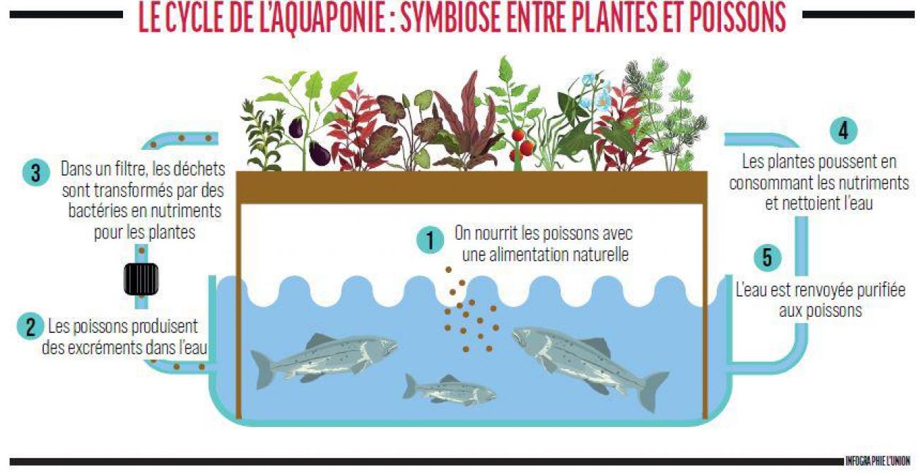 Le cycle de l'azote - Aquaponie France - Aquaponie professionnelle depuis  2014