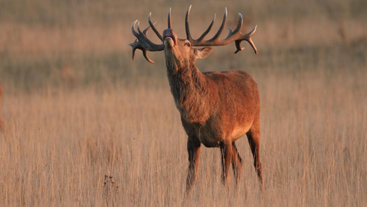 animaux dans la forêt de feuillus renard