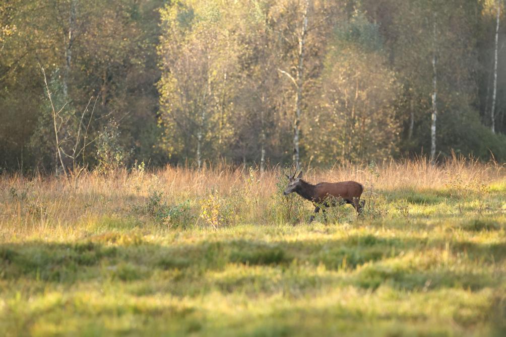 À l'écoute du brame du cerf dans les forêts d'Hargnies et Vireux-Wallerand