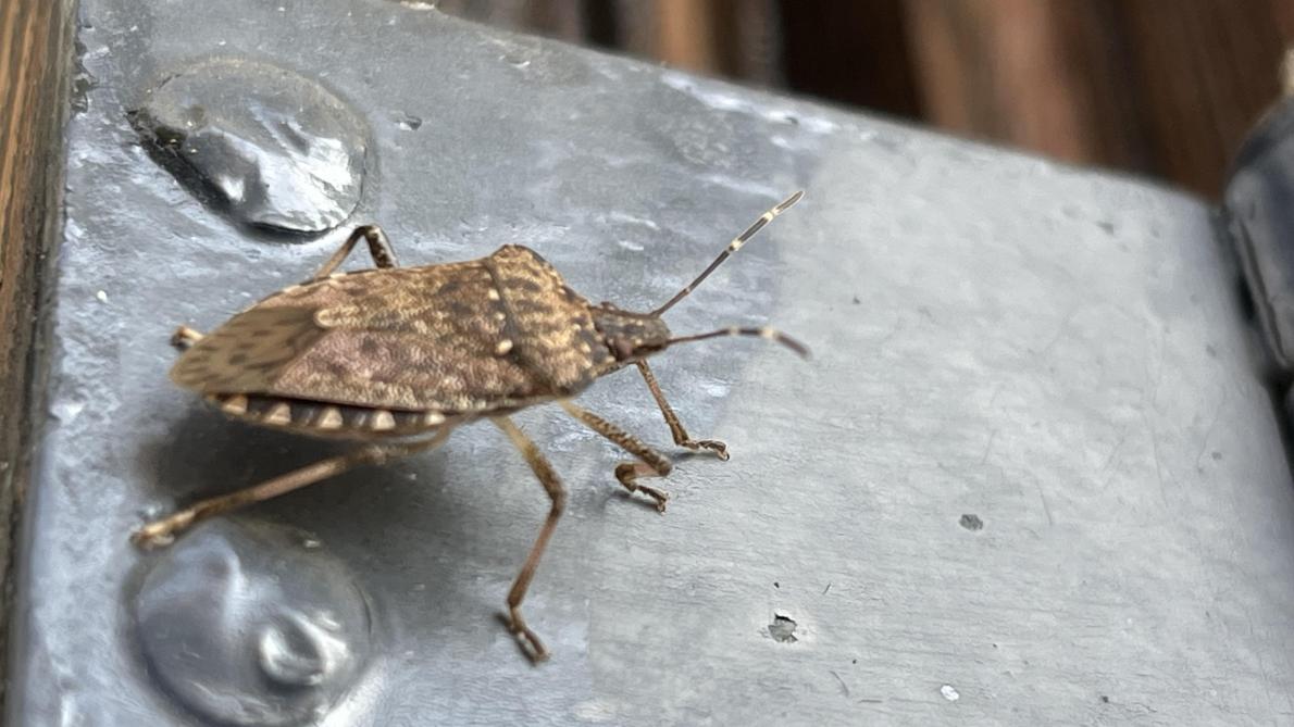 insectes verts qui pullulent