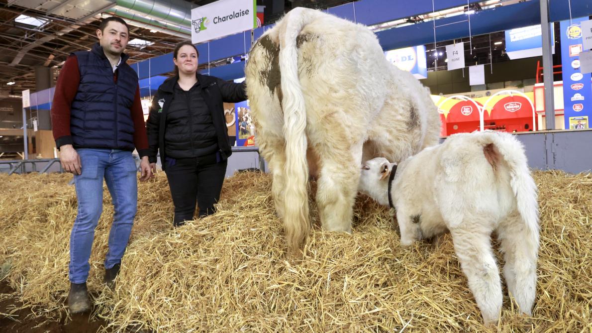 Une « Reine » ardennaise à Paris : nous avons suivi des éleveurs jusqu’à leur installation au Salon international de l’agriculture – L’Union