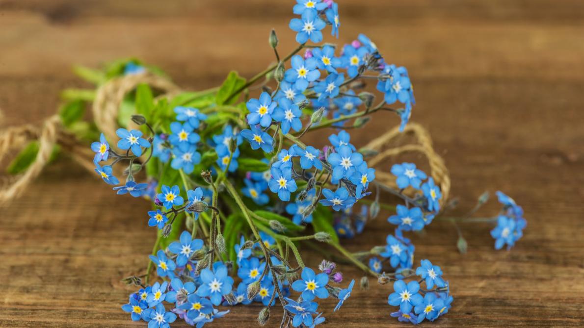 Myosotisページ OSC Seeds | Myosotis Alpestris Seeds – Indigo Blue Flowers for