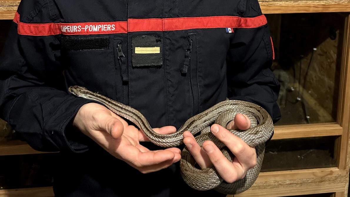 WANAHTON Survêtement Pour Homme, Avec Serpent, Streatwear