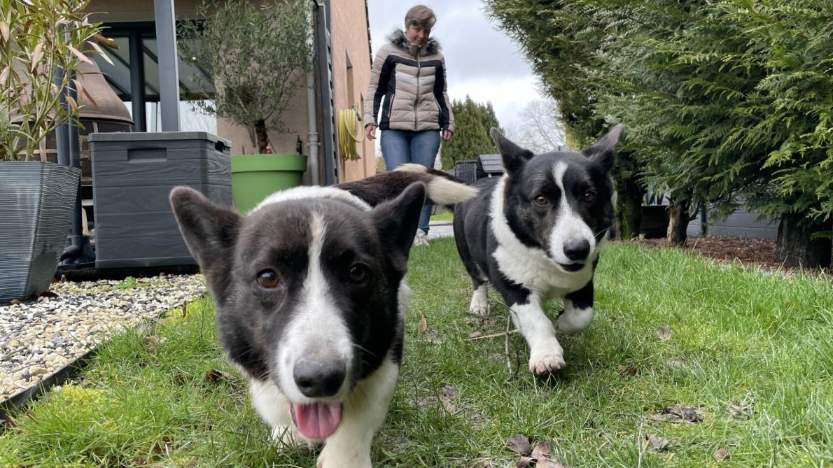 French Livestock Show: Cats, Dogs & More | Hauts-de-France 2024