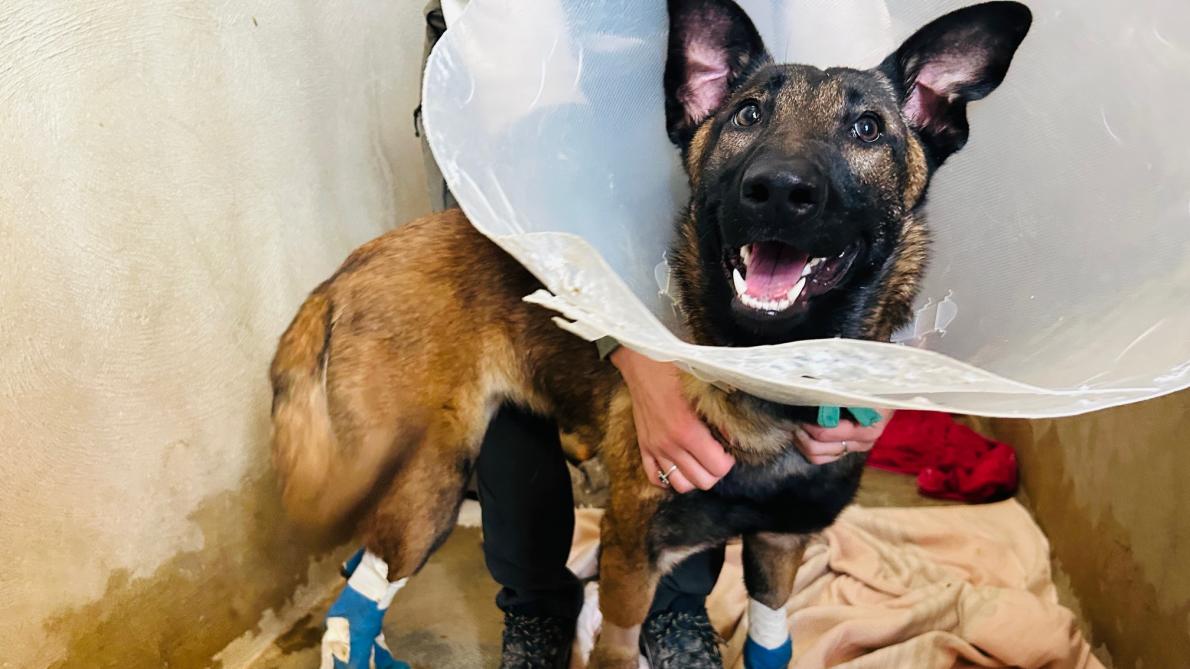 Chienne traînée par une voiture à Reims : l'automobiliste relaxé