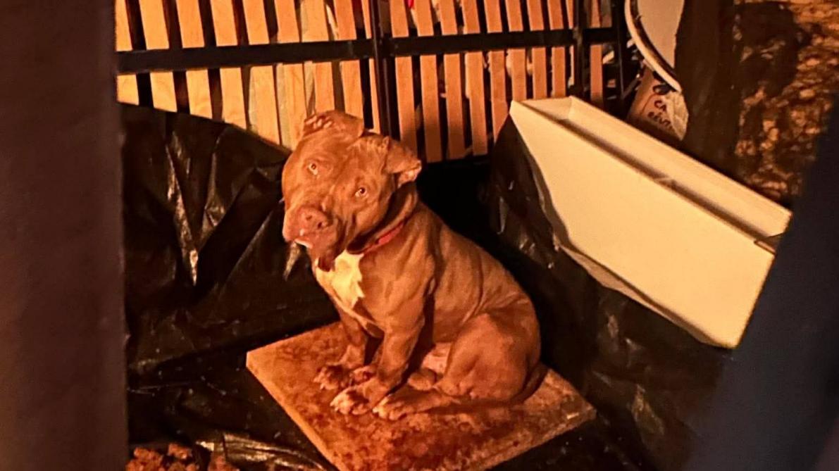 Un chien abandonné dans une cave à Troyes : que faire ?