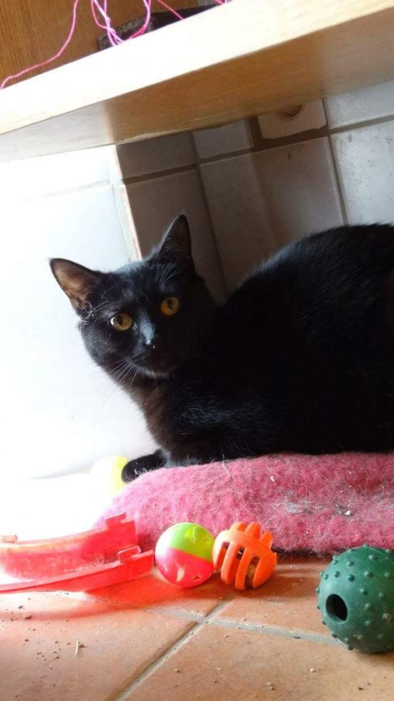 Les Animaux Noirs Encore Trop Victimes De Leur Couleur