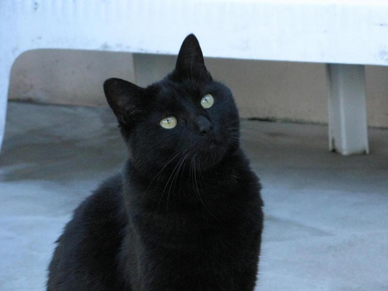 Les Animaux Noirs Encore Trop Victimes De Leur Couleur