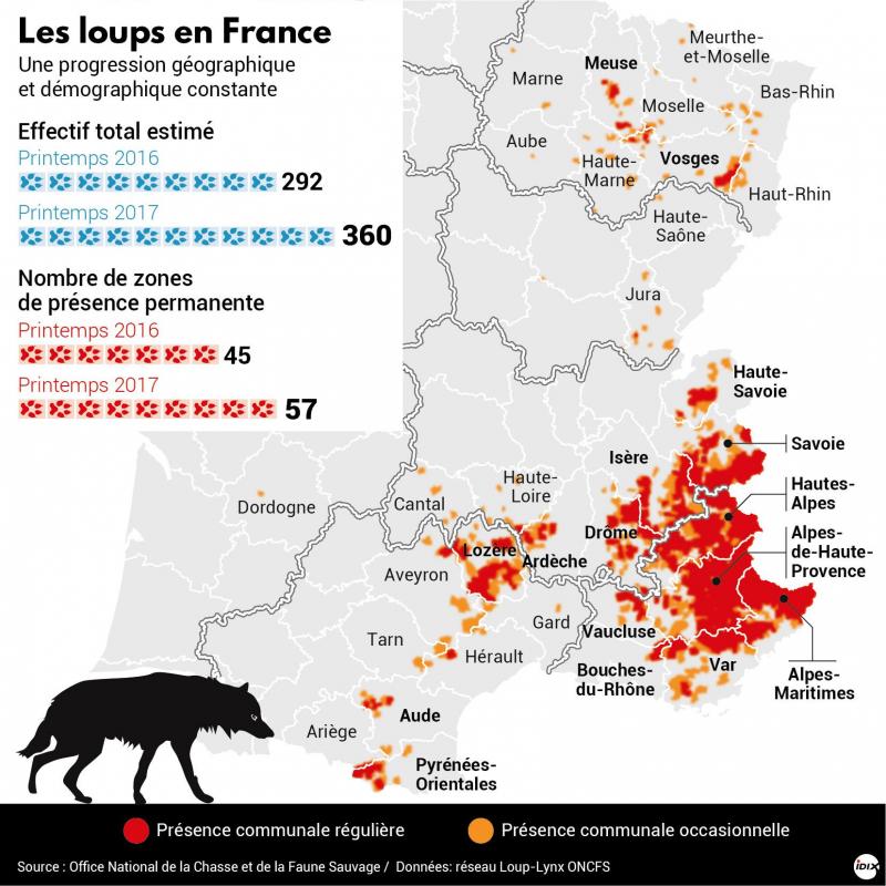 Le Plan Loup Atteint Son Objectif Ils Seront Pres De 500 Cet Hiver En France