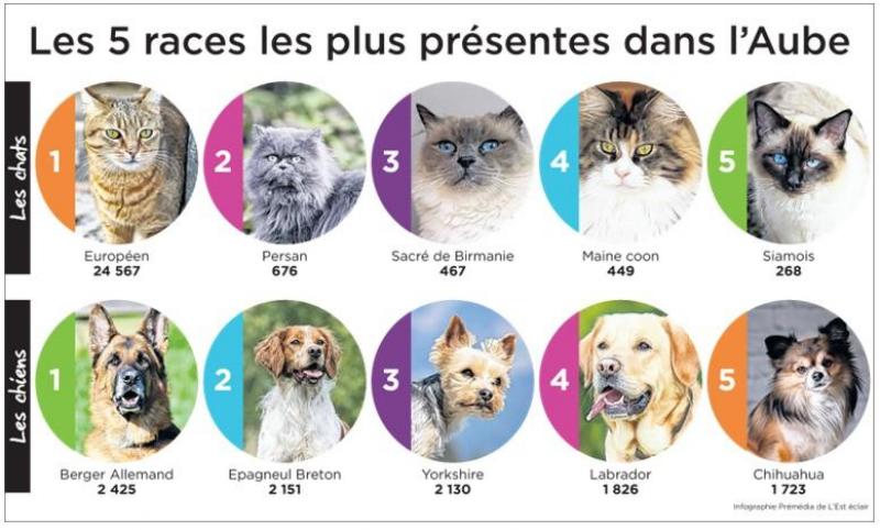 Quels Chiens Et Chats Les Aubois Préfèrent Ils