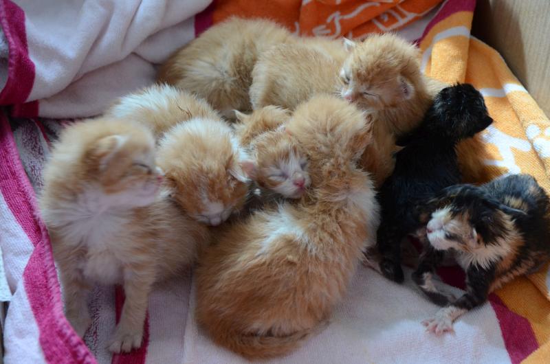 Photos Video Des Chatons Miraculeusement Sauves Recueillis A Vrigne Aux Bois