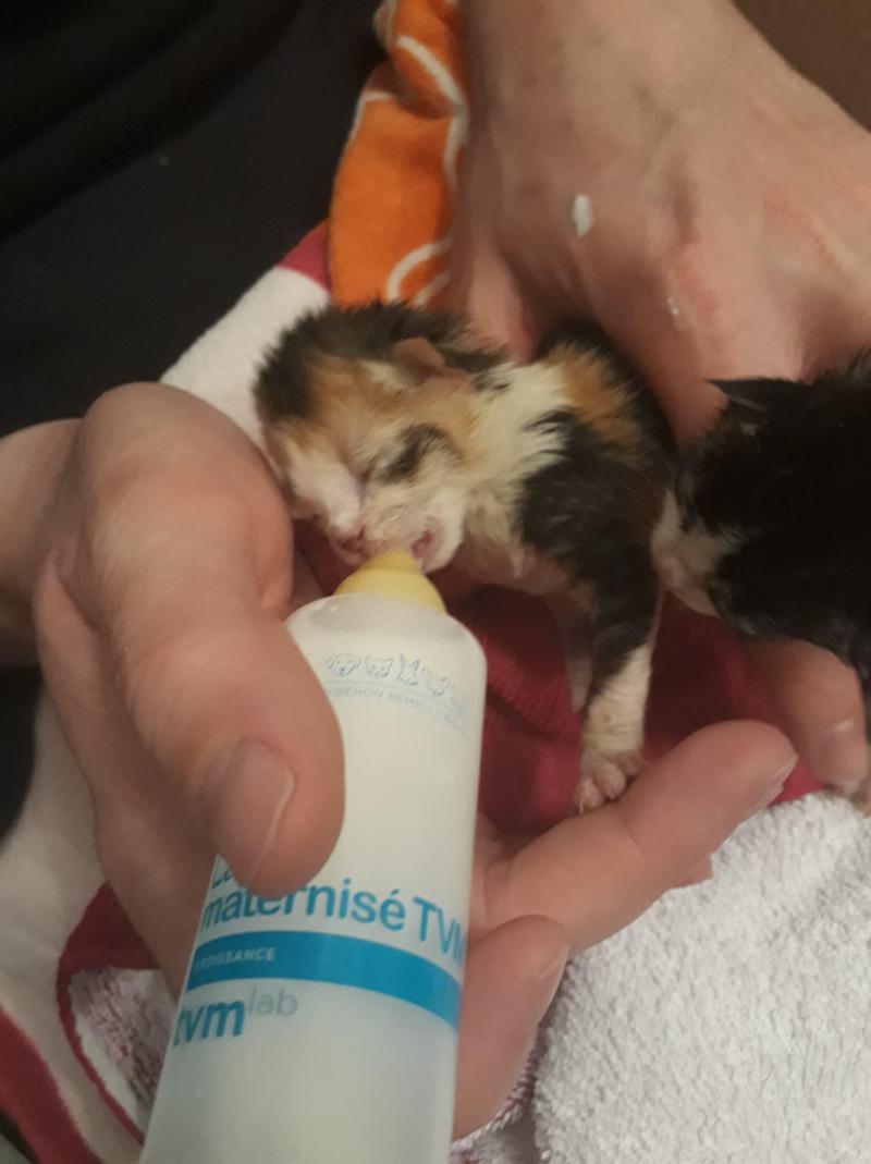 La Nurserie Des Chatons Tourne A Plein A Vrigne Aux Bois