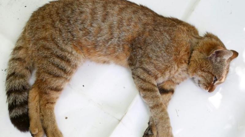 Le Chat Renard Une Probable Nouvelle Espece De Felin Recensee En Corse Le Chat Renard Une Probable Nouvelle Espece De Felin Recensee En Corse