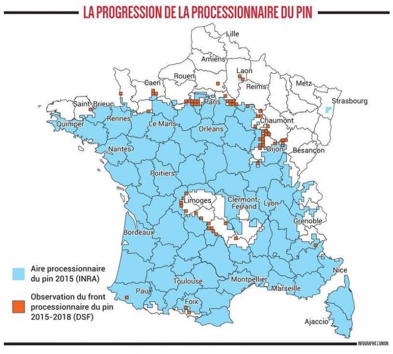 Six choses à savoir sur les chenilles urticantes