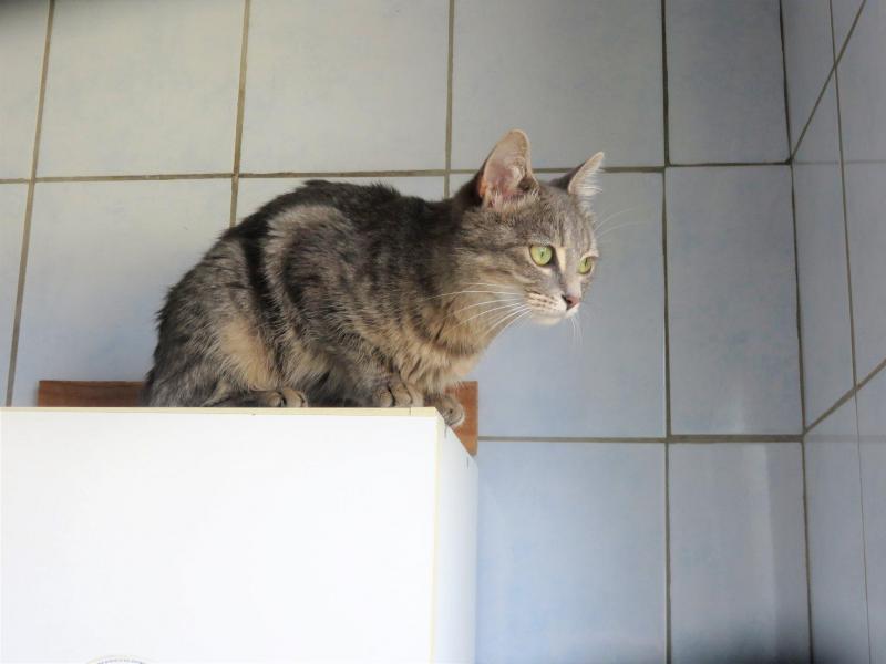 Dix Chiens Et Chats A Adopter Dans L Aube