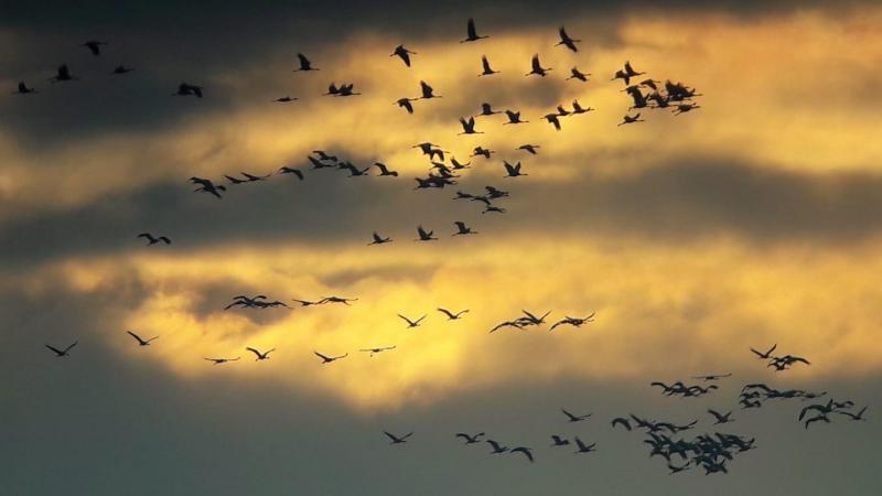 Photos Les Grues Cendrées En Fête Au Lac Du Der