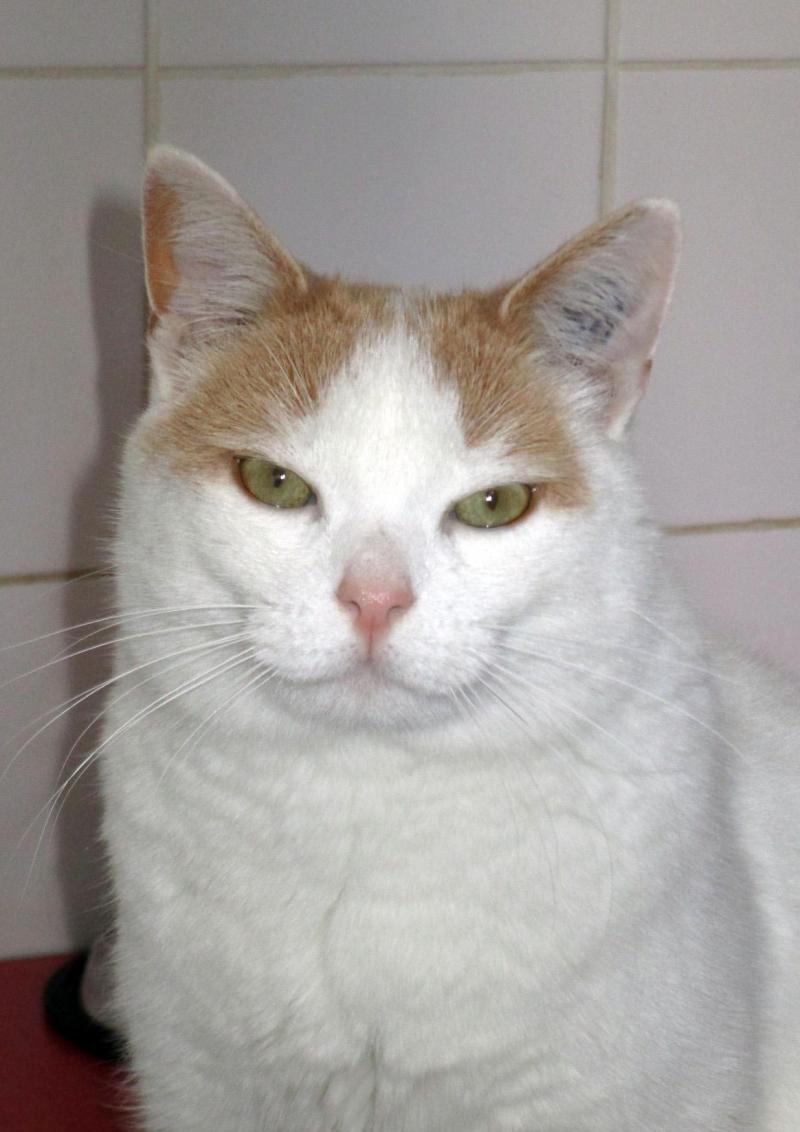 Ces Chiens Et Chats Cherchent Un Nouveau Foyer Dans L Aube