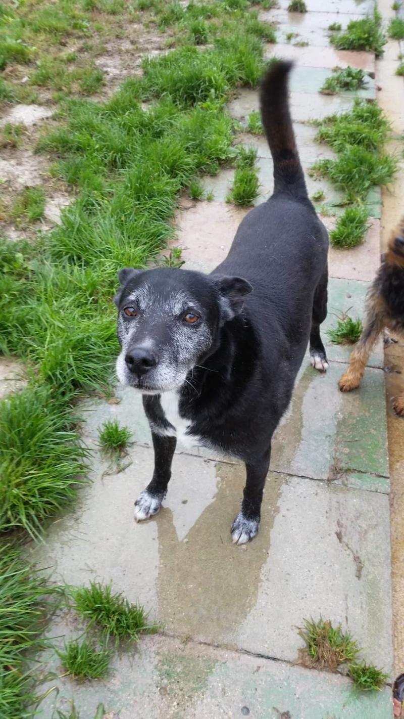 Adopter Un Animal Le Plus Beau Des Cadeaux