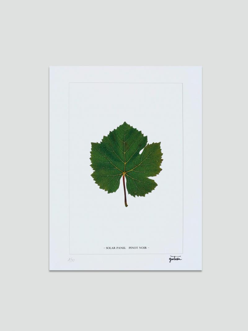 La Feuille De Vigne Ce Parasol Selon Jean Charles Gutner
