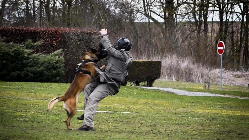 Le 132e Bataillon Cynophile De L Armee De Terre Organise Un Championnat International Du Chien Militaire Zone Militaire