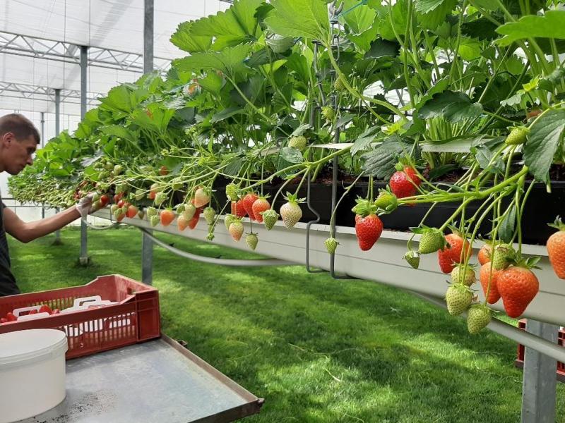 chez le pere guyot les premieres fraises sont arrivees