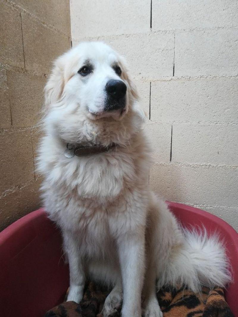 Les Chiens A Adopter
