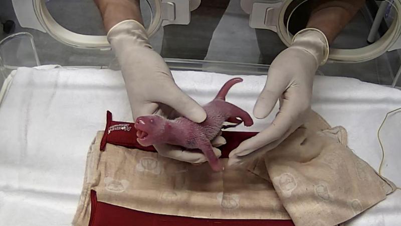 Carnet Rose Deux Jumeaux Pandas Sont Nes Dans Un Zoo Japonais