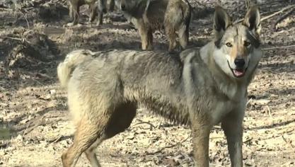 Voici Cinq Criteres Pour Bien Distinguer Un Loup D Un Chien Loup