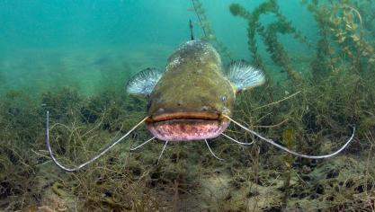 Plus de poissons datant site gratuit