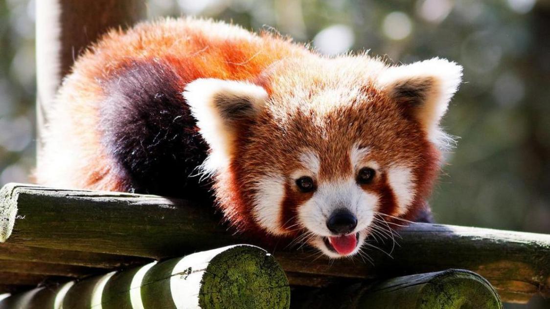 Puy-de-Dôme : le panda roux du parc animalier d'Auvergne a été retrouvé