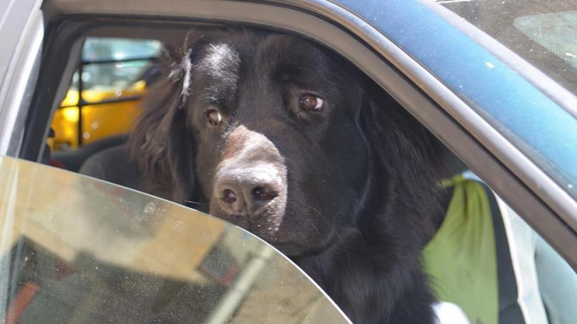 Un chien peut mourir en 20 minutes dans un véhicule lorsque la température extérieure est située entre 20 et 25 °C.