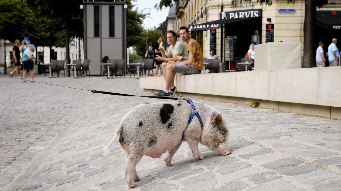 Rillettes Le Cochon Qui Vole La Vedette A La Cathedrale De Reims Rillettes Le Cochon Qui Vole La Vedette A La Cathedrale De Reims
