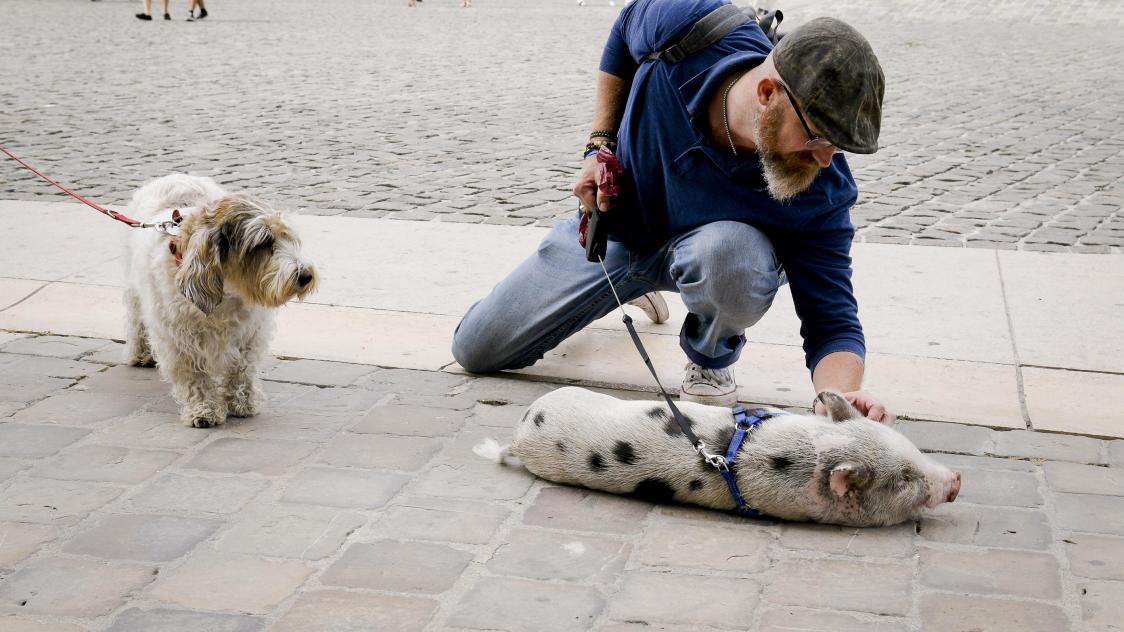 Rillettes Le Cochon Qui Vole La Vedette A La Cathedrale De Reims