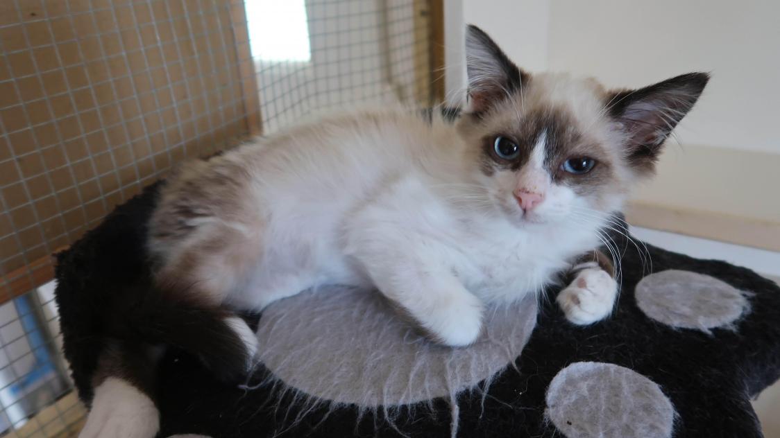 L Assocation Sos Chats Du Sedanais Mise En Quarantaine A Cause Du Typhus