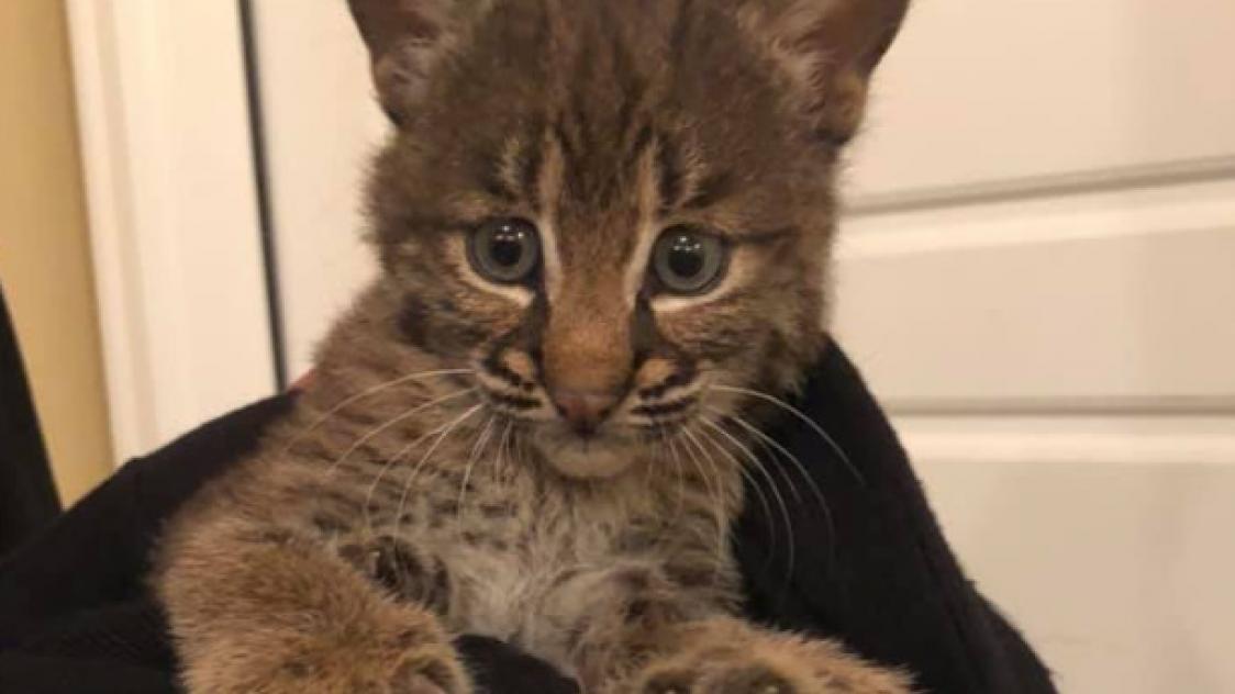 Etats Unis Une Jeune Femme Pense Porter Secours A Un Chaton Il S Agit En Realite D Un Lynx Journal L Union