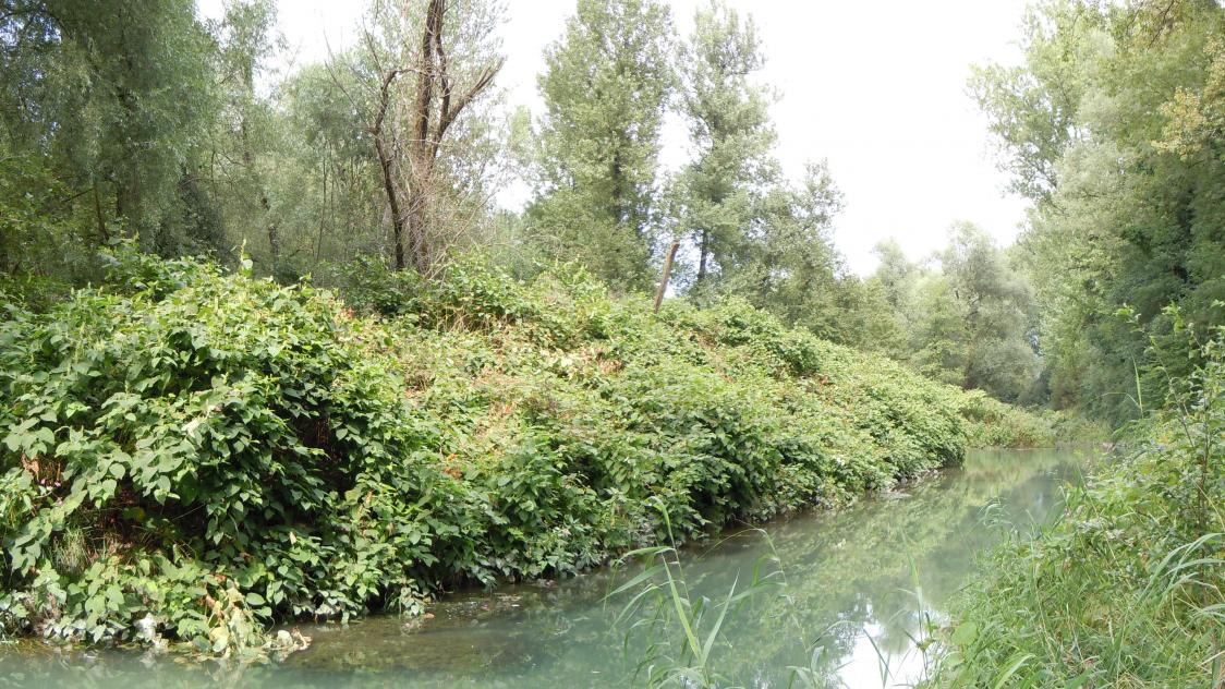 Plantes invasives - Pays d'Evian Vallée d'Abondance