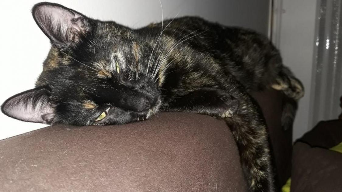 Sursis Et Amendes Pour Avoir Affame Des Chats A Chooz Journal L Ardennais Abonne Sursis Et Amendes Pour Avoir Affame Des Chats A Chooz Journal L Ardennais Abonne