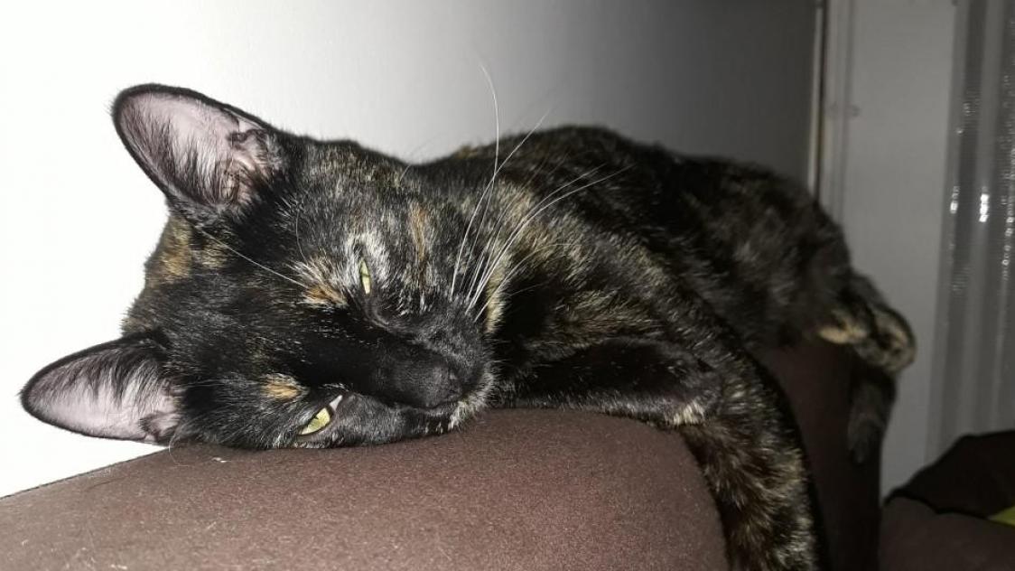 Charleville Mezieres Sursis Et Amendes Pour Avoir Affame Des Chats Journal L Ardennais