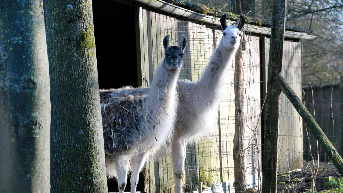 lamas contre alpagas