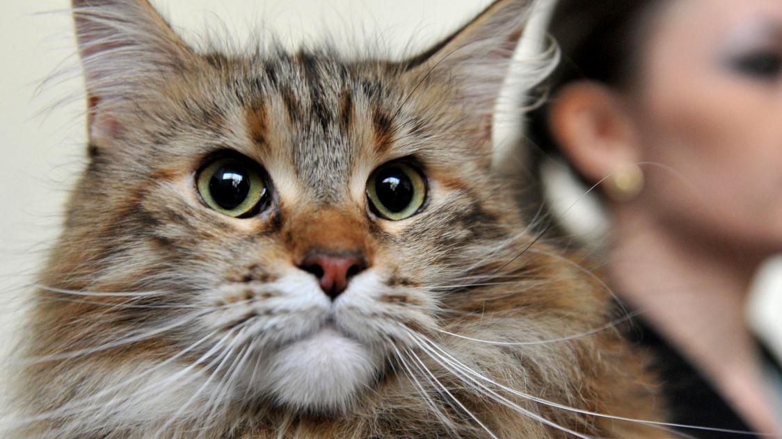 À Londres, un chat fugueur au centre d'une bataille judiciaire à ...