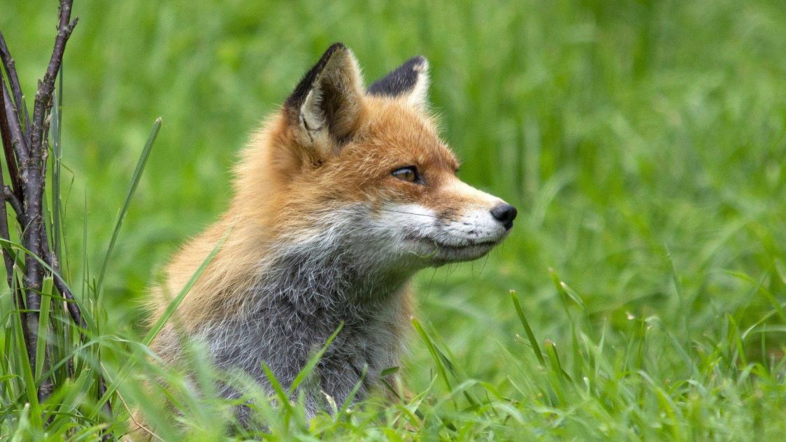 Entre 600
000 et 1 million de renards sont tués chaque année en France, notamment par des tirs de nuit.