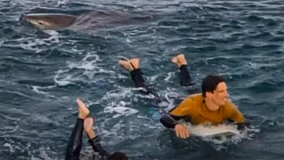 Australie. Un surfer français se défait d'un requin avec le poing