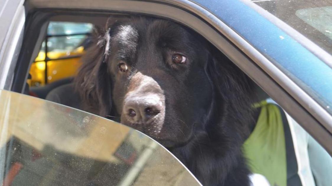 Loi : que faire si on trouve un chien dans une voiture en plein