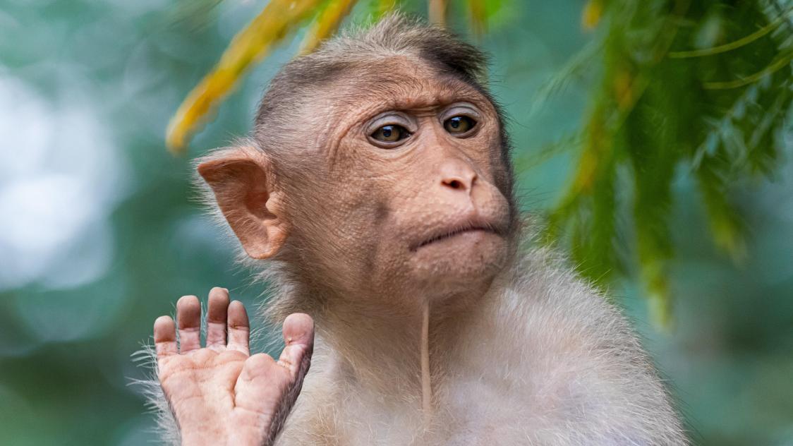 Hilarant : Un singe qui n'aime pas du toutles doigts d'honneur