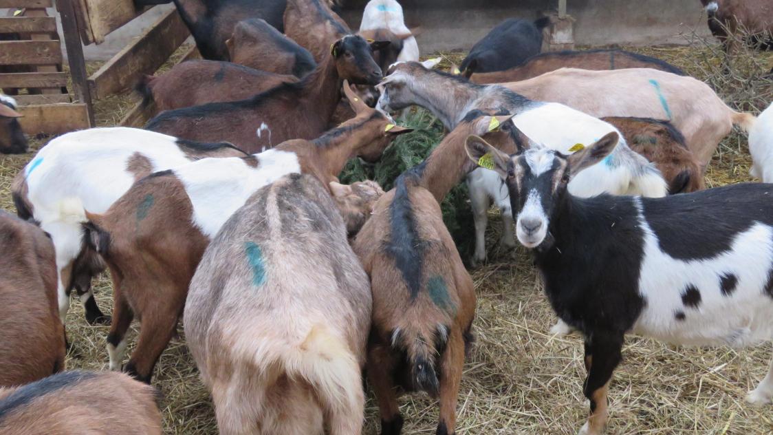 Arrelles : les chèvres de Monsieur Chassain mangent du sapin